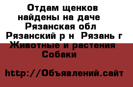 Отдам щенков (найдены на даче) - Рязанская обл., Рязанский р-н, Рязань г. Животные и растения » Собаки   